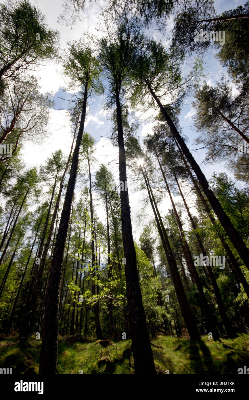 Albero canopy in larice e pino foresta. Foto Stock