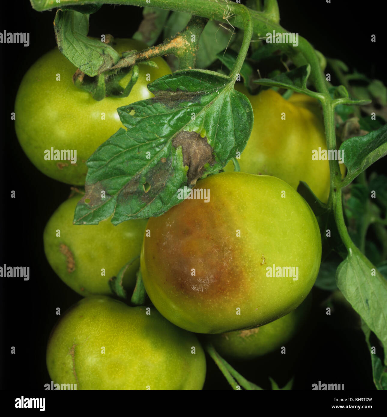 Il pomodoro late blight (Phytophthora infestans) danni immaturo i pomodori di serra Foto Stock