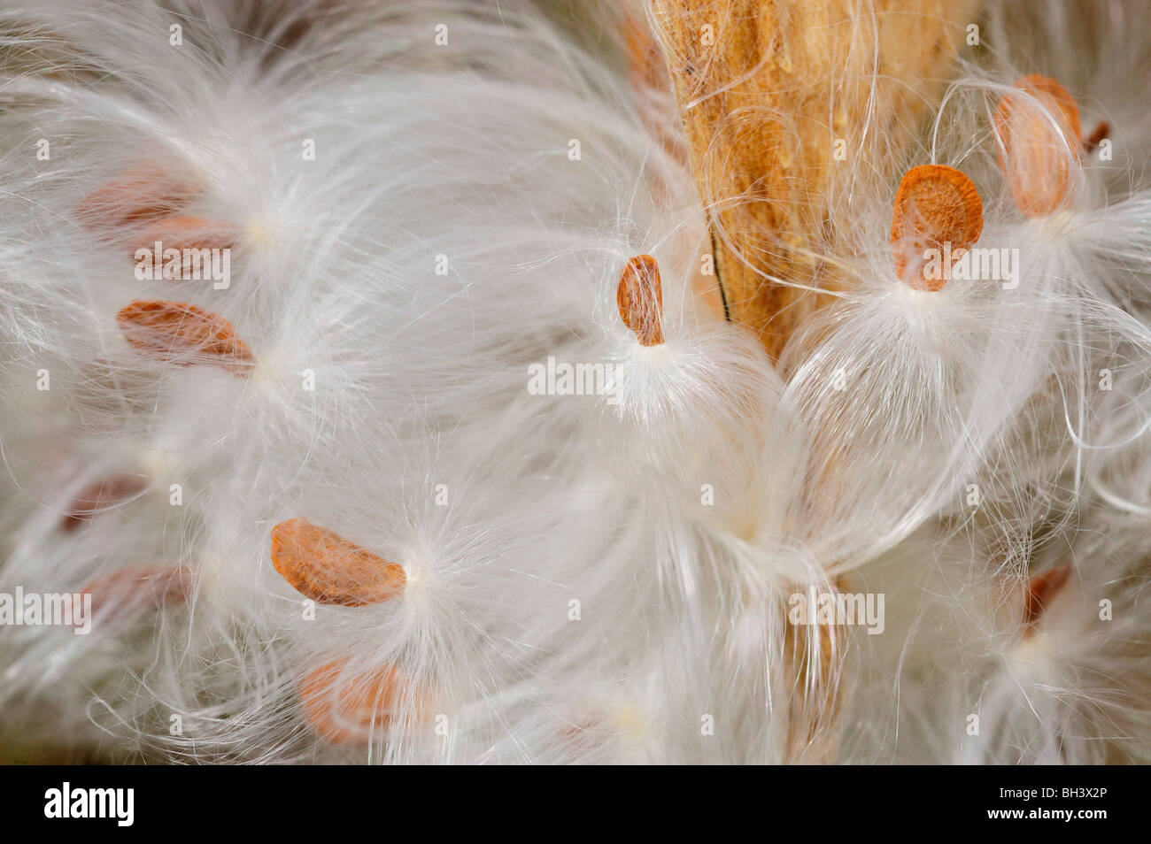 Milkweed comune (Asclepias syriaca) sementi baccelli e semi, maggiore Sudbury, Ontario, Canada Foto Stock
