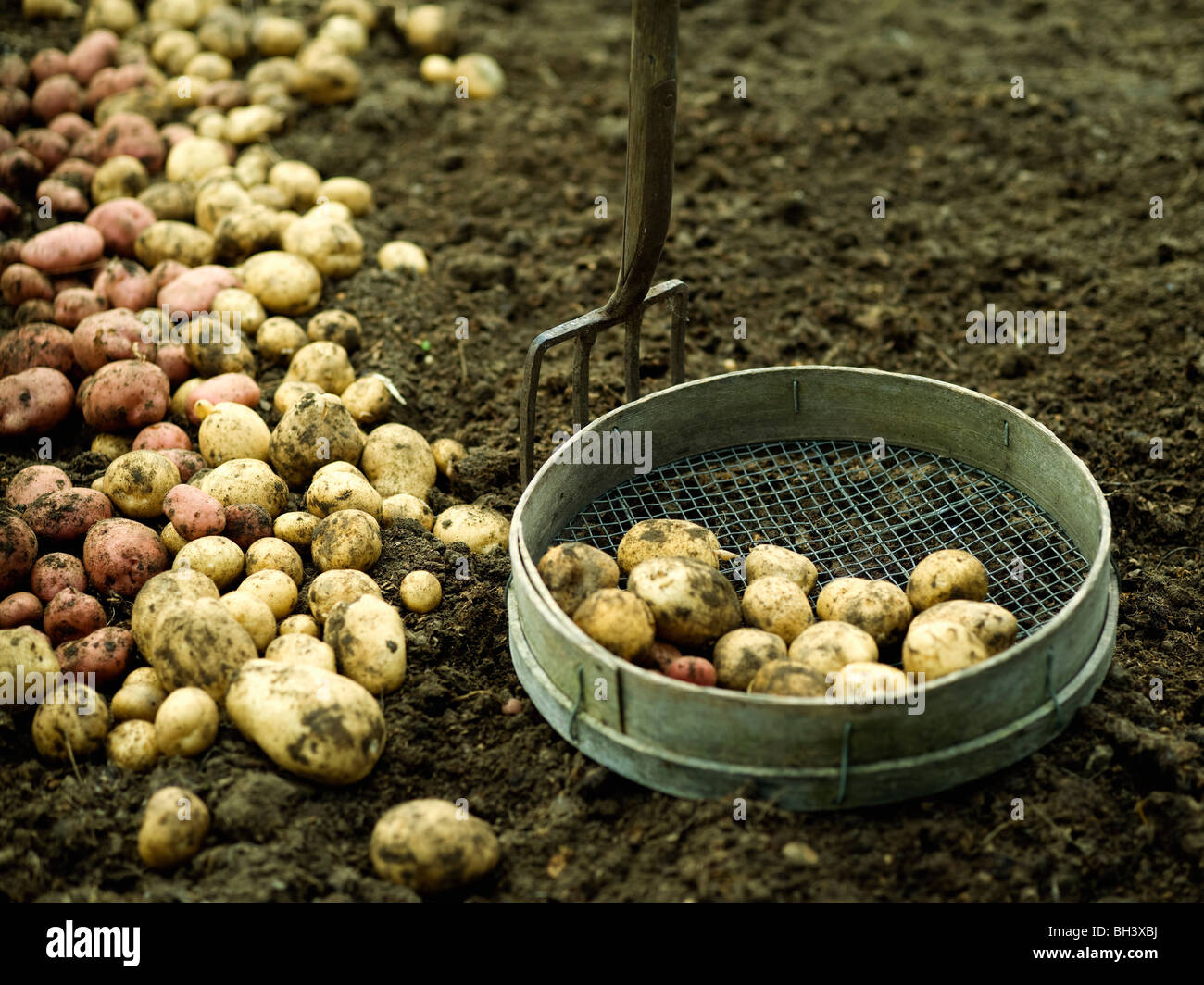 Appena raccolto di patate sul terreno Foto Stock