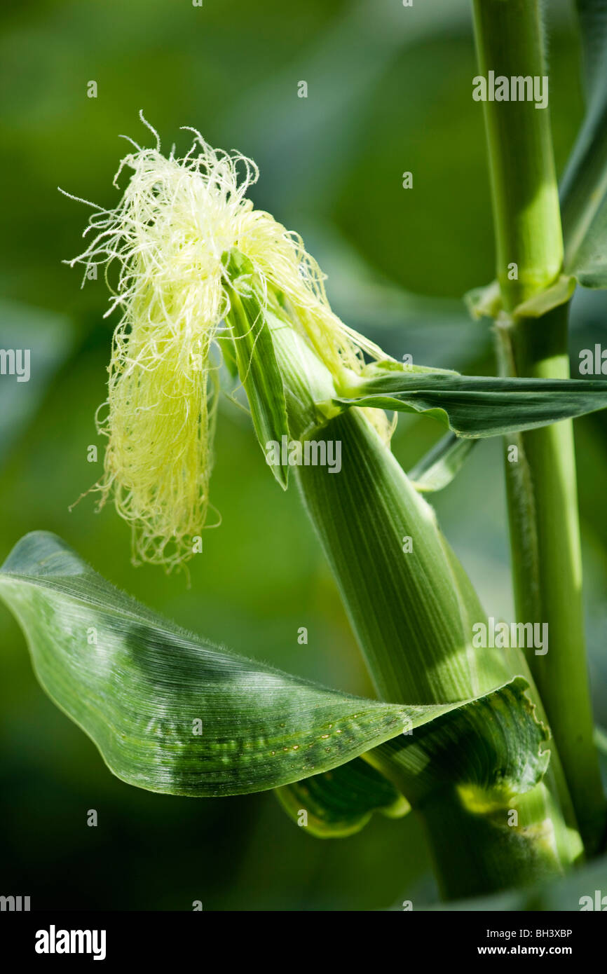 Un acerbi pannocchia di mais sullo stelo Foto Stock