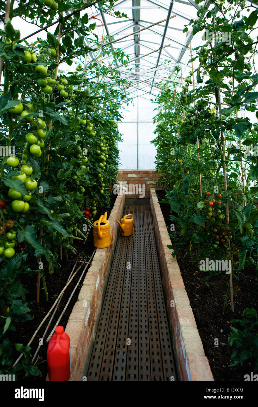 Una casa verde pieno di piante di pomodoro Foto Stock