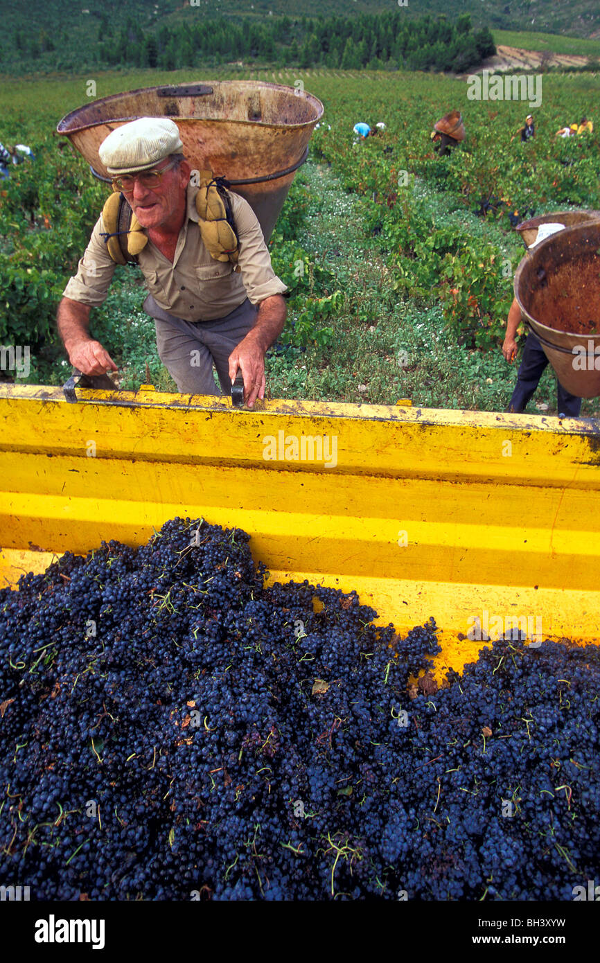 Capo vendemmiatrice, CHATEAU PECH-LATT, TERROIR DI LAGRASSE, Corbieres regione vinicola, Aude (11), Francia Foto Stock