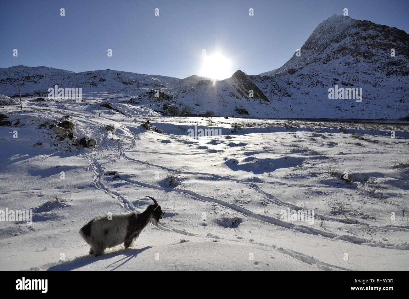 Capra selvatici Gwern Uchaf Gof con monte Tryfan nella distanza. Foto Stock