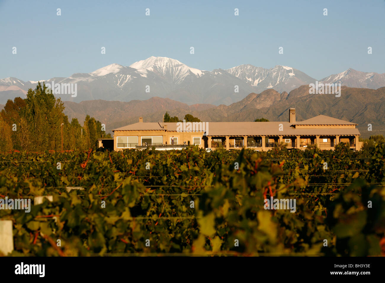 Vista sui vigneti della cantina Vistalba e la vetta più alta delle Ande, Cerro Aconagua. Mendoza, Argentina. Foto Stock