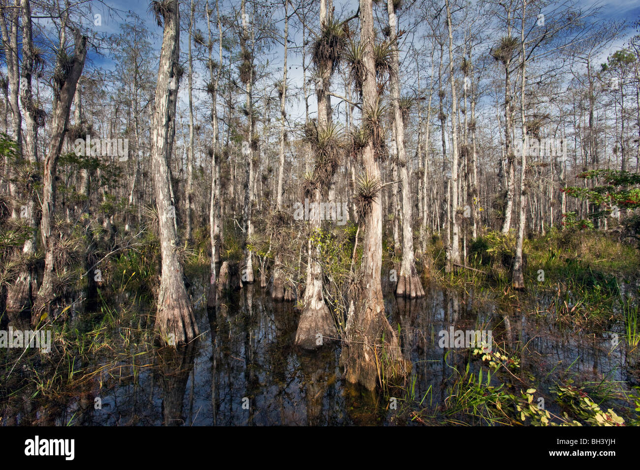 Big Cypress National Preserve, Florida Foto Stock