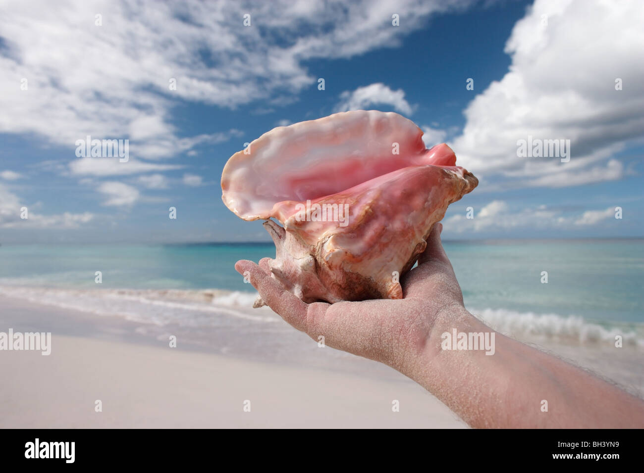 L'uomo la mano che sorregge una grande conchiglia di mare in aria su una spiaggia tropicale Foto Stock