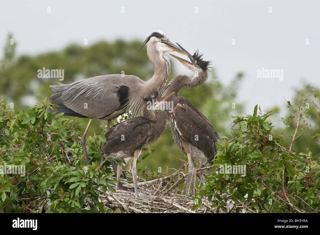 Un adulto airone blu al nido sito con 2 grandi pulcini chiedendo di essere alimentato Foto Stock
