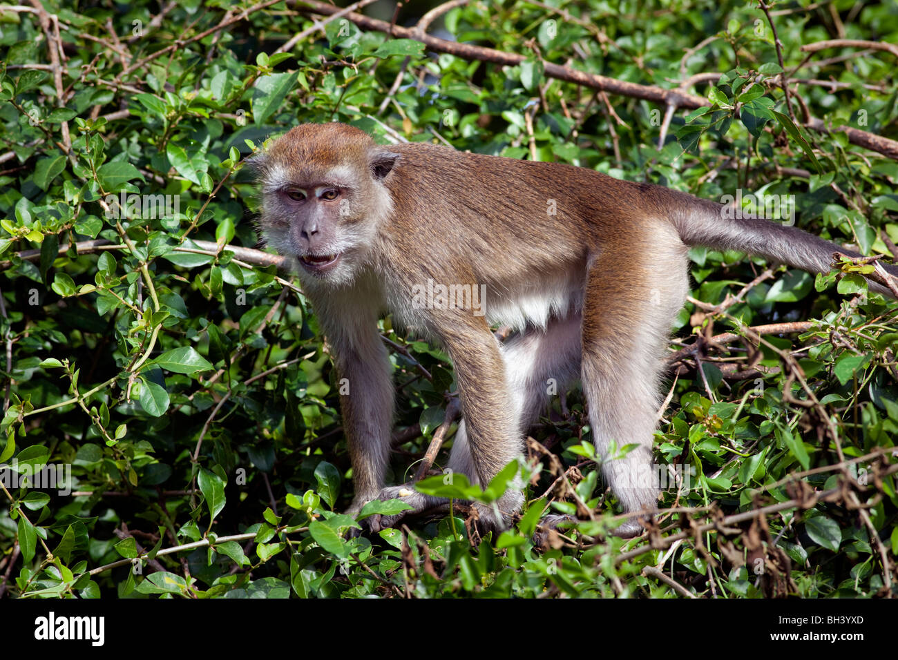 Il Crab-eating Macaque (Macaca fascicularis) Foto Stock