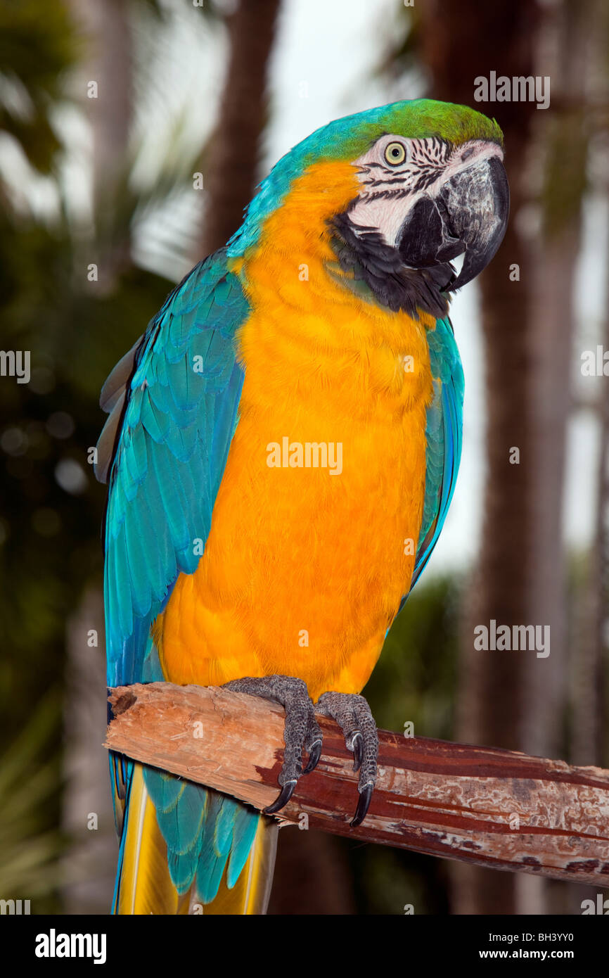 Blue & Gold Macaw - Ara ararauna Foto Stock