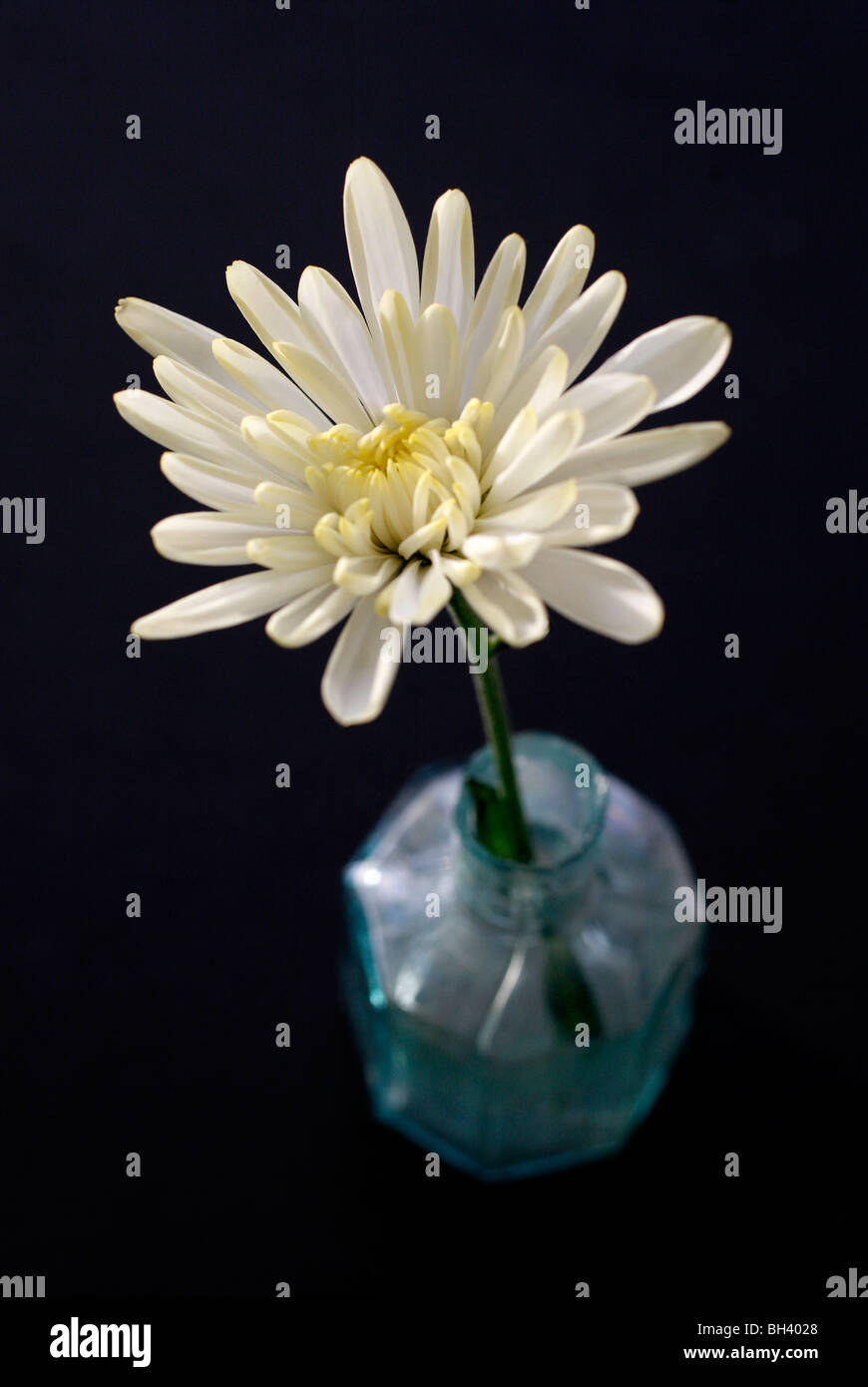 Un unico colore giallo pallido fiore del Crisantemo in un piccolo blu vaso di vetro Foto Stock