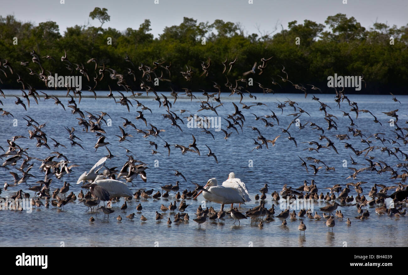 Lo svernamento degli uccelli acqua, J. N. 'Ding' Darling National Wildlife Refuge, Florida Foto Stock