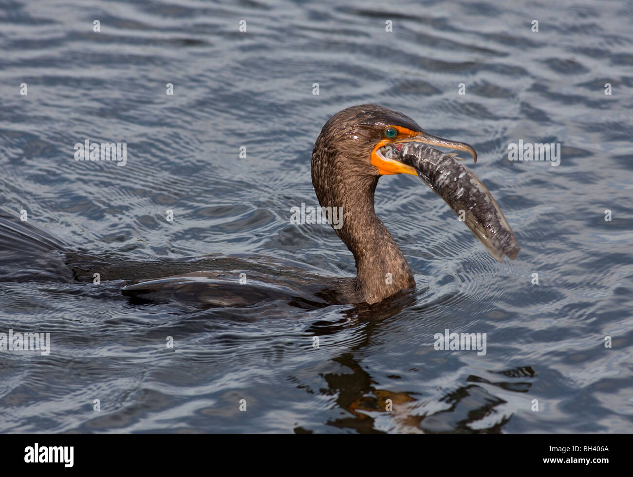 Double-crested cormorano (Phalacrocorax auritus) con Lupo di mare... Everglades National Park Florida Foto Stock
