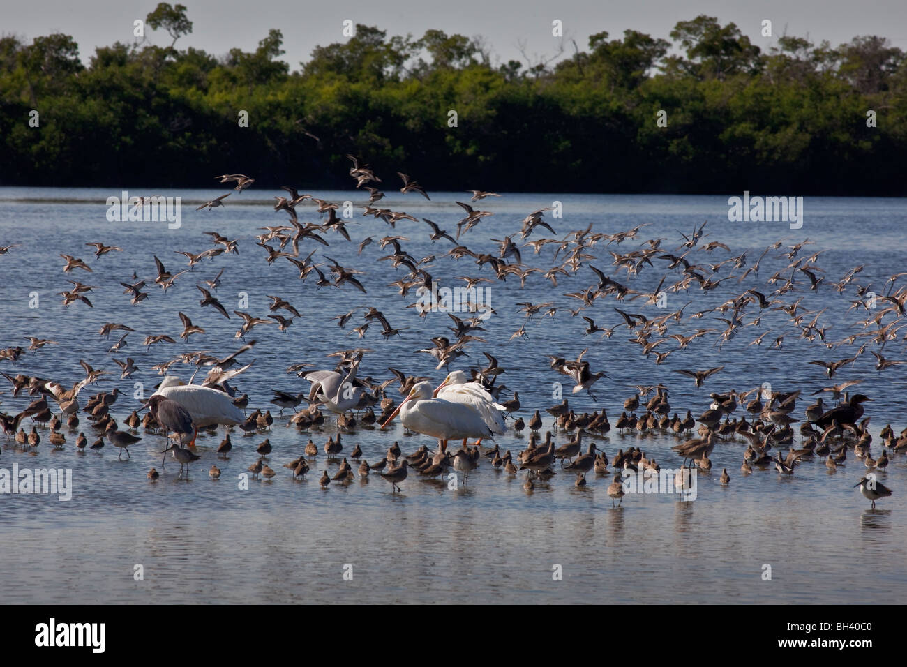 Lo svernamento degli uccelli acqua, J. N. 'Ding' Darling National Wildlife Refuge, Florida Foto Stock