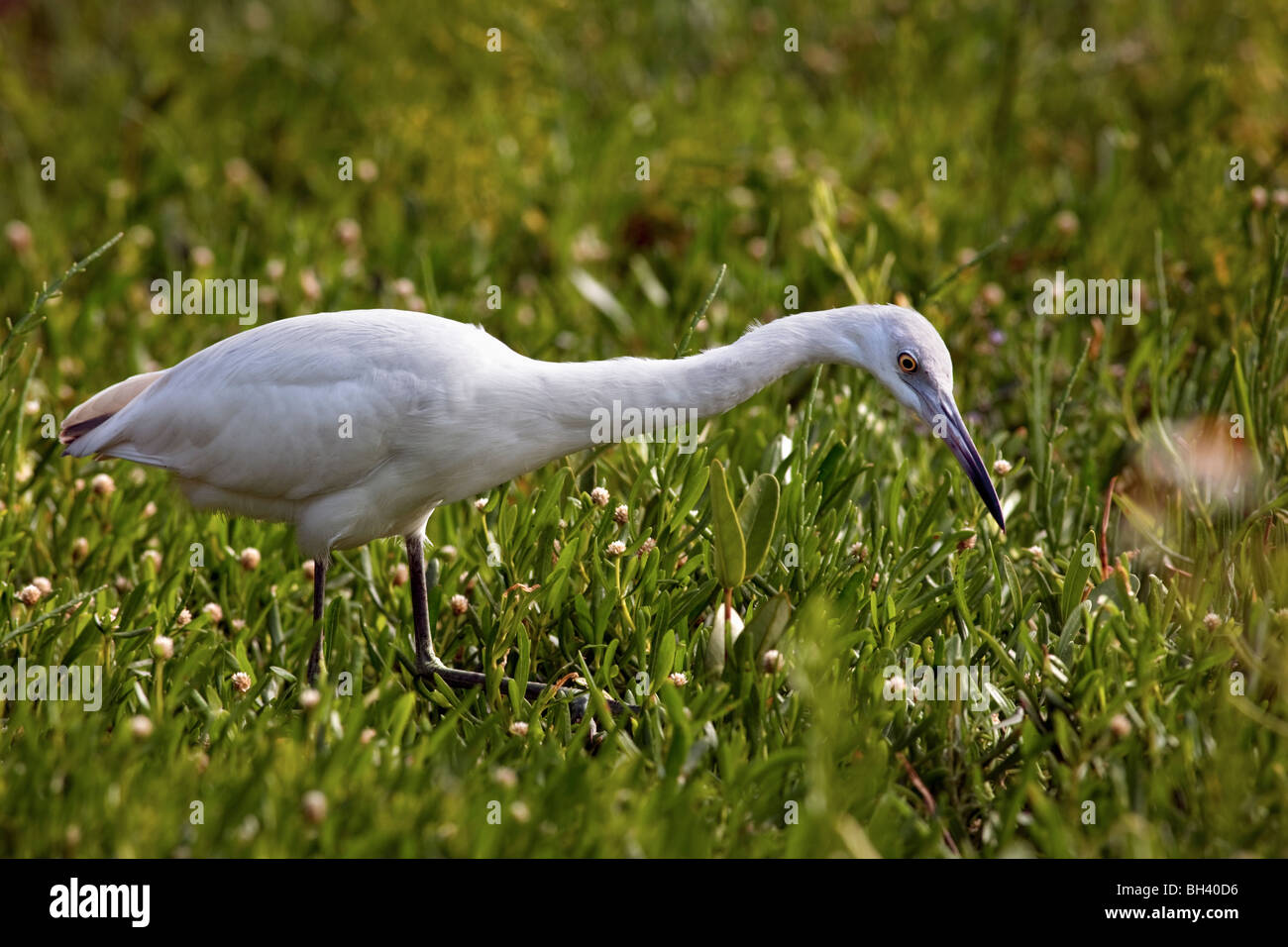 Airone guardabuoi Bubulcus ibis acqua bird J. N. Ding Darling National Wildlife Refuge Florida Foto Stock