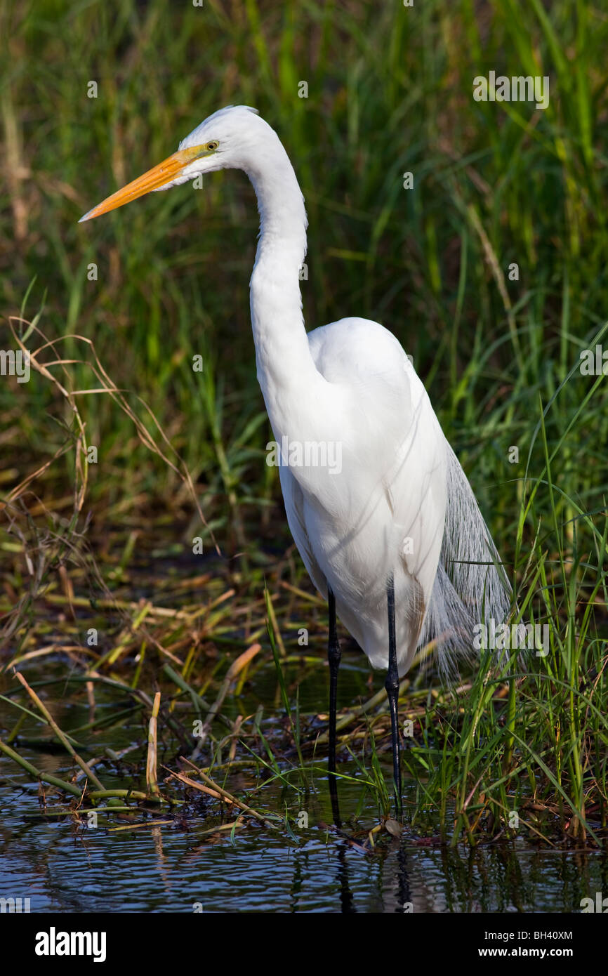 Grande airone bianco o comuni o garzetta, Ardea alba Foto Stock