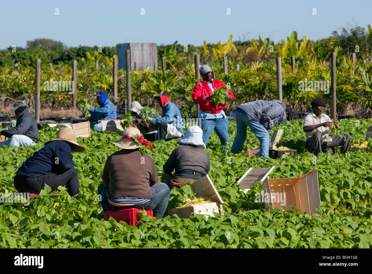 Raccolta di fagioli, manodopera migrante, sud della Florida Agricoltura Foto Stock