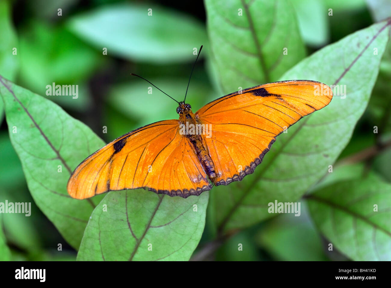 Julia butterfly, Dryas iulia Foto Stock
