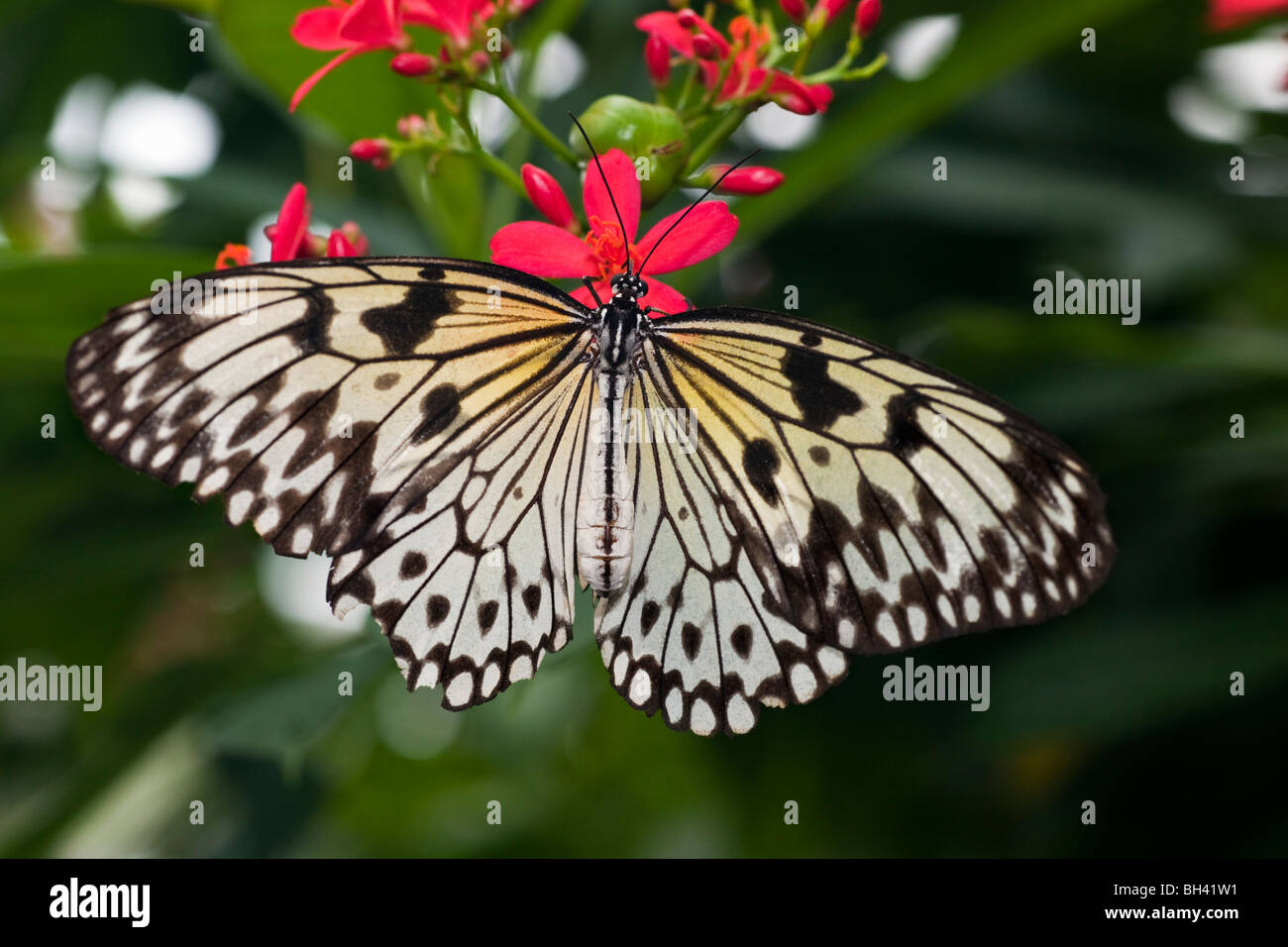 Ninfa ad albero (Idea leuconoe) farfalla, carta di riso Butterfly, carta aquilone Butterfly Foto Stock