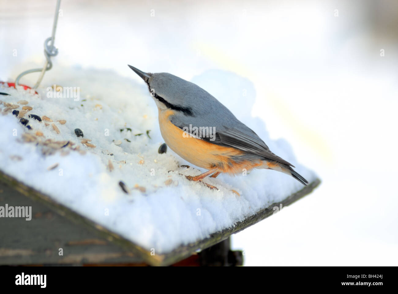 Picchio muratore Sitta europaea (Sittidae) Foto Stock