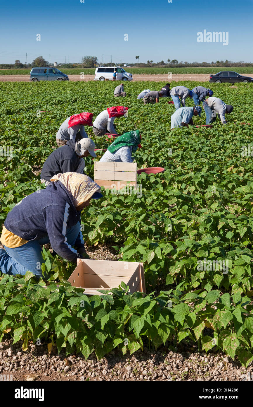 Raccolta di fagioli, manodopera migrante, sud della Florida Agricoltura Foto Stock