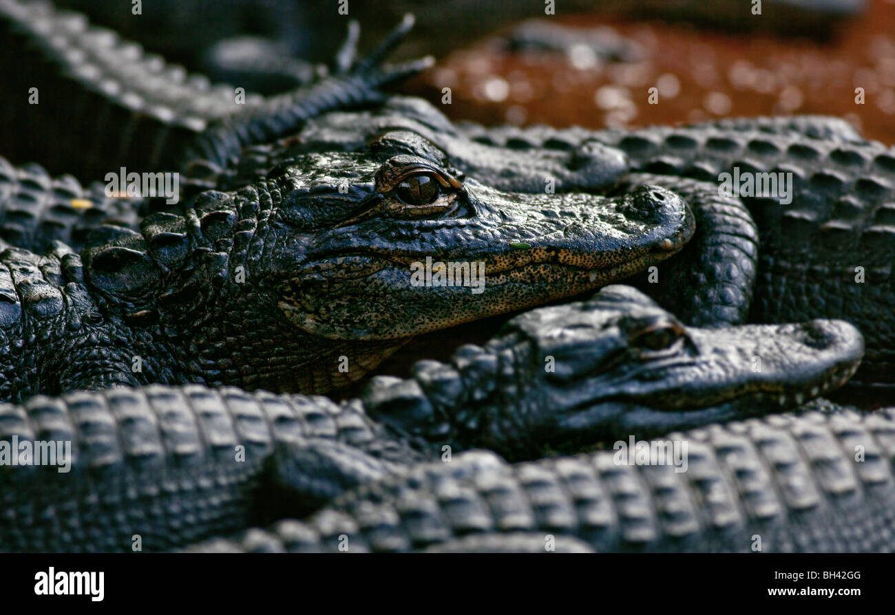 American Alligator Young, Alligator missispiensis, Florida Everglades Foto Stock