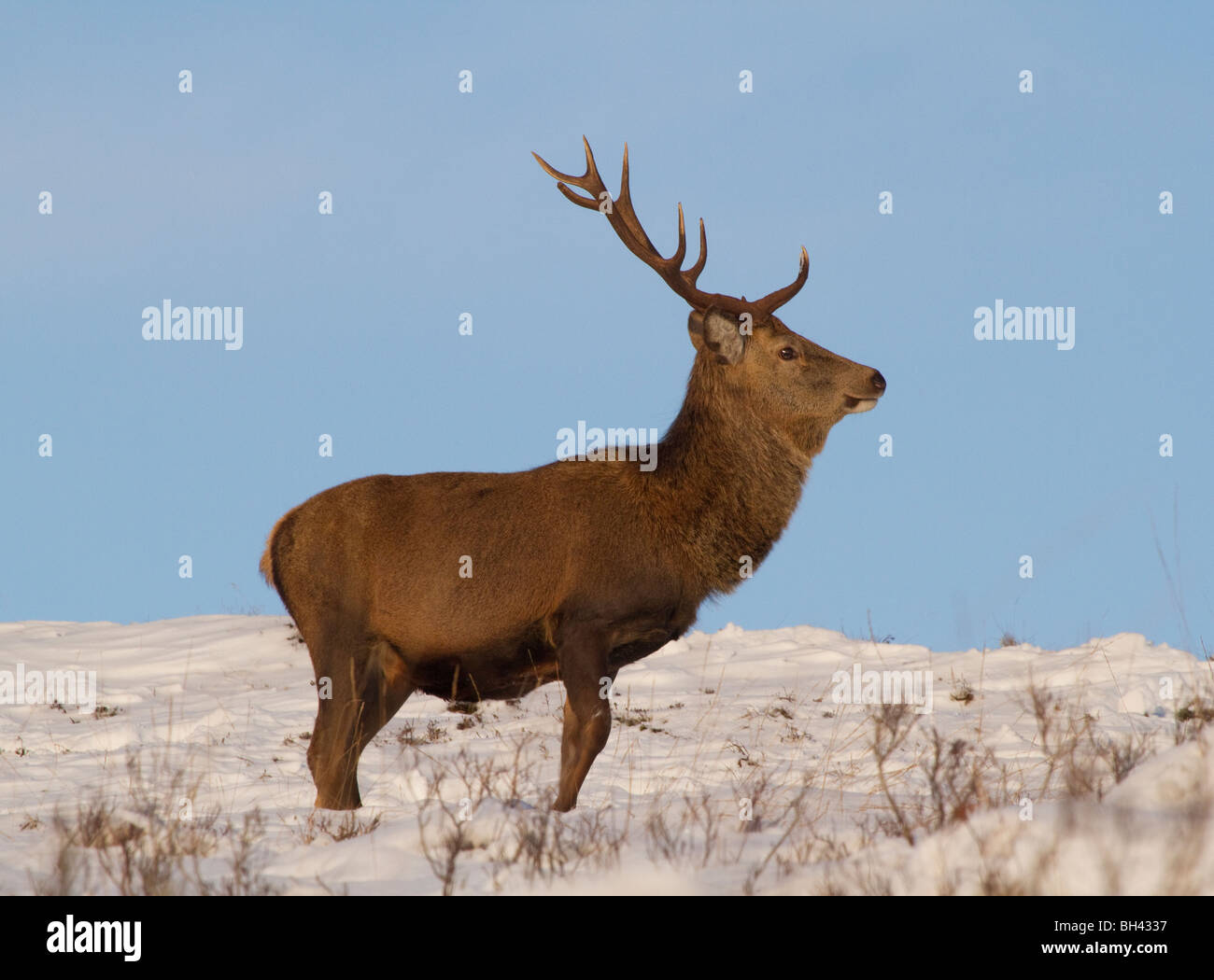 Il cervo (Cervus elaphus) stag nelle Highlands scozzesi, a nord di Blair Atholl, Perthshire. Foto Stock