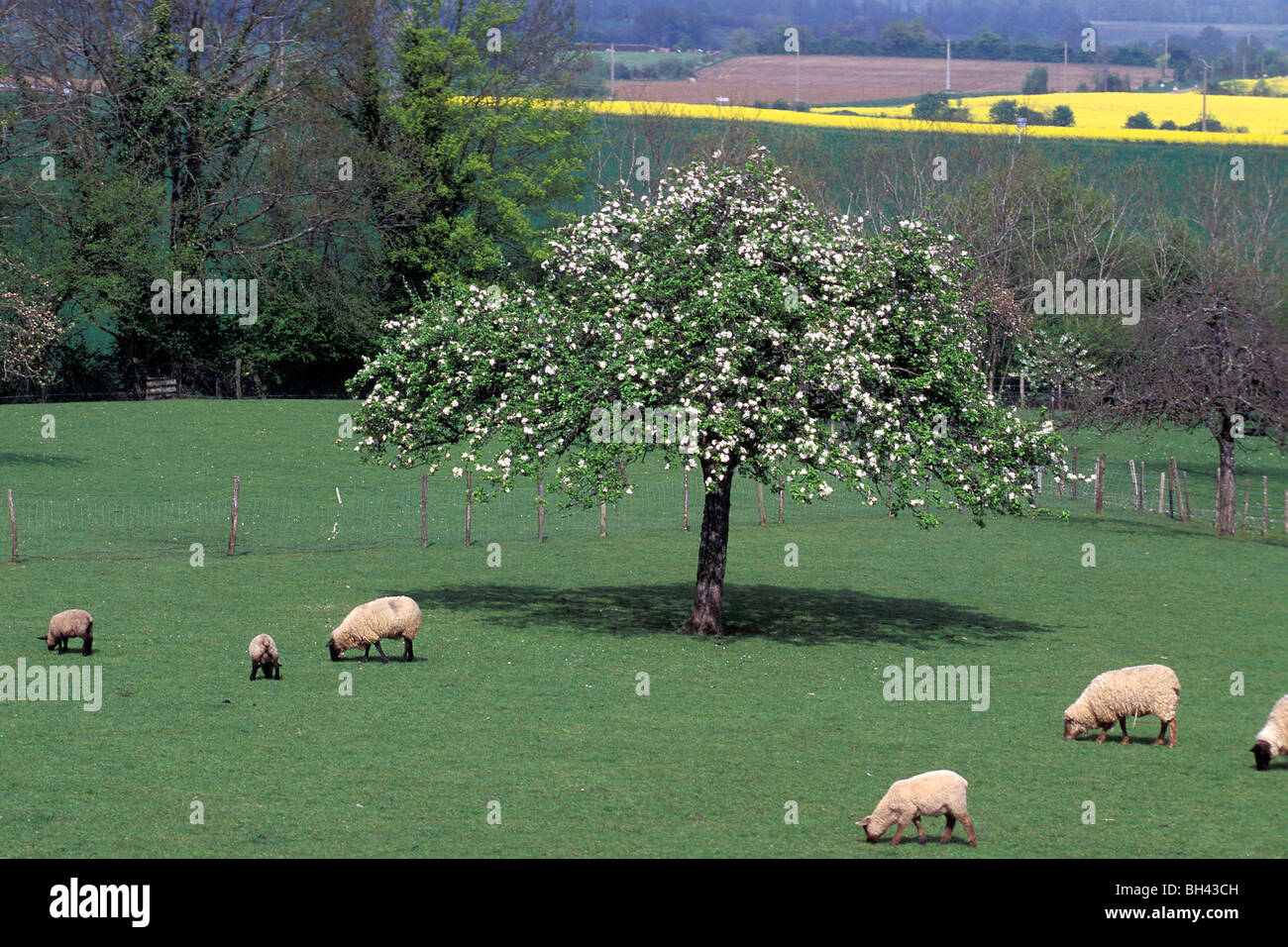 Ovini e la fioritura di peri, MORTAGNE (-AU-PERCHE, Orne (61), Francia Foto Stock