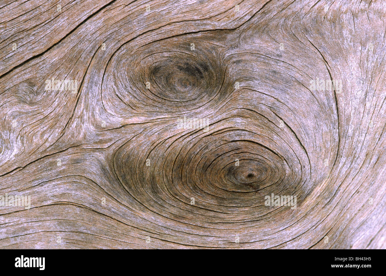 Close up immagine astratta di una sezione di legno morto che mostra la struttura del modello. Foto Stock