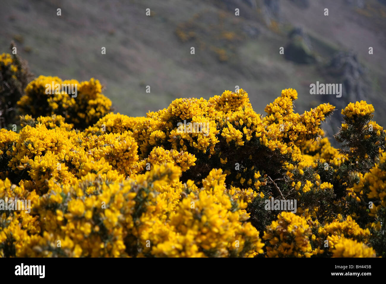 Gorse giallo fiori lungo percorsi di scogliera. Foto Stock