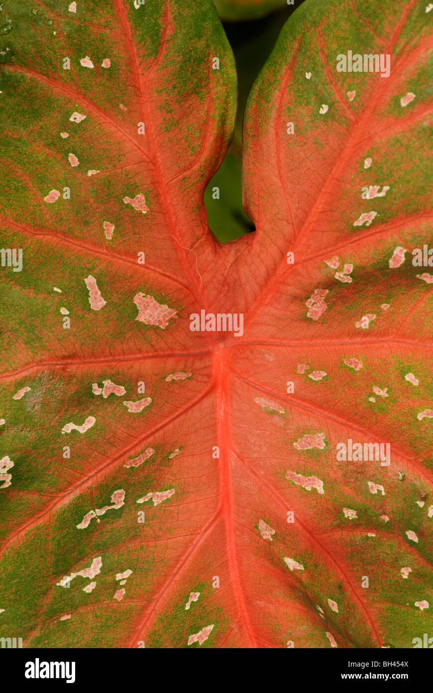 Il rosso e il verde taro, o orecchie di elefante foglia, o colocasia esculenta, close-up in giardino Foto Stock