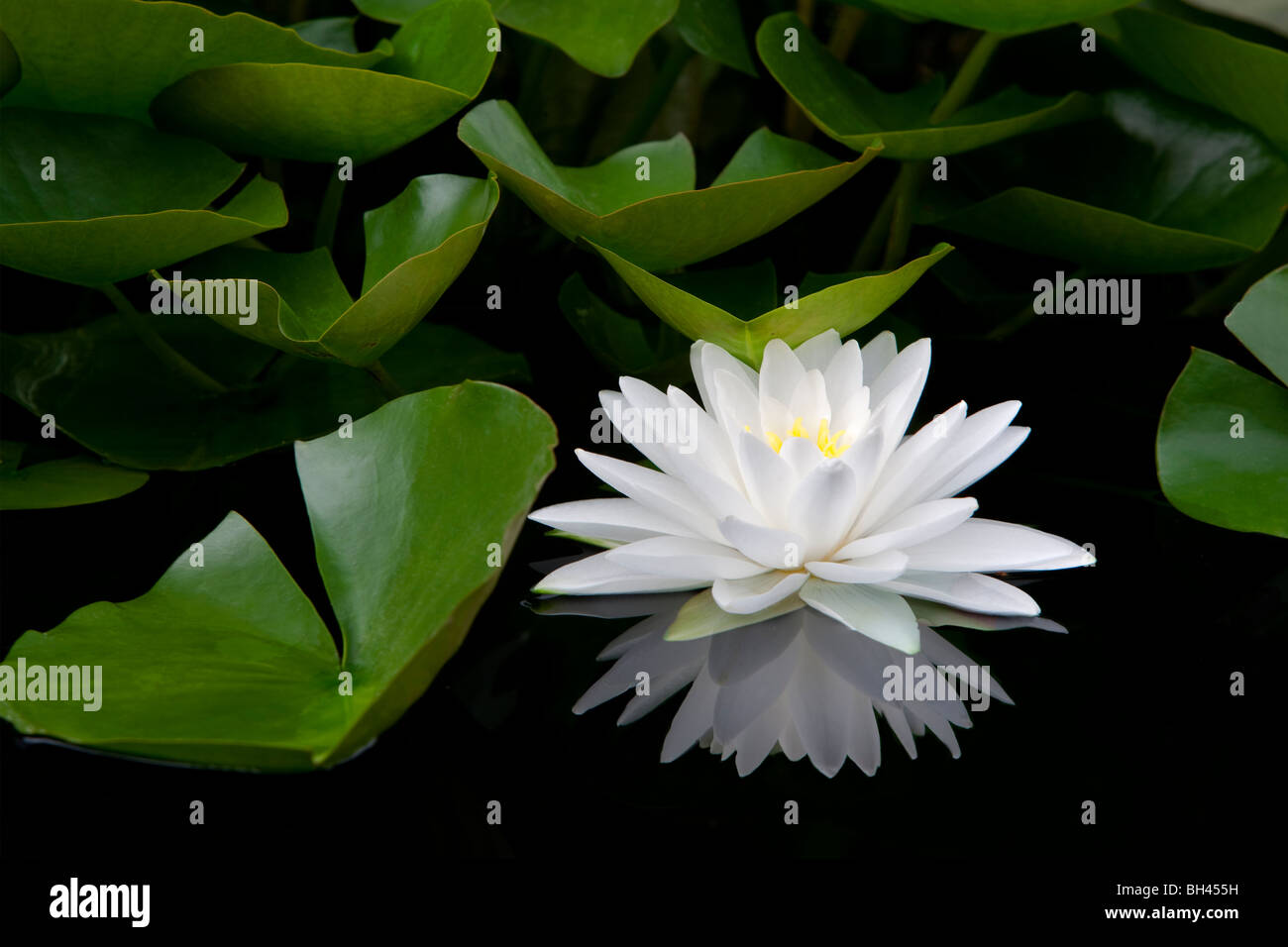 White water lily e di riflessione. Hughes giardini d'acqua. Oregon Foto Stock