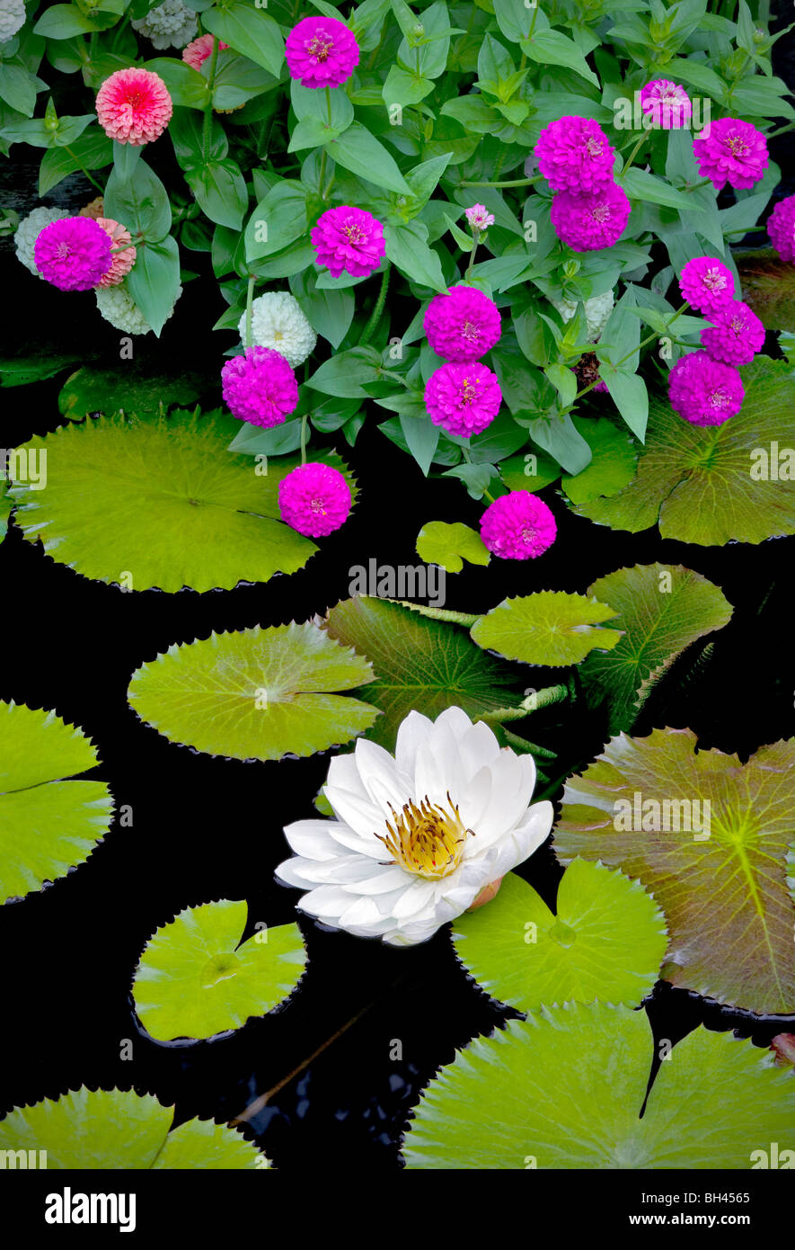 Bianco acqua tropicale lily e zinnias. Hughes giardini d'acqua. Oregon Foto Stock