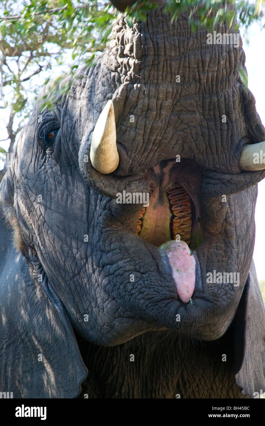 Aprire il mese del bush africano Elefante africano (Loxodonta africana). Foto Stock