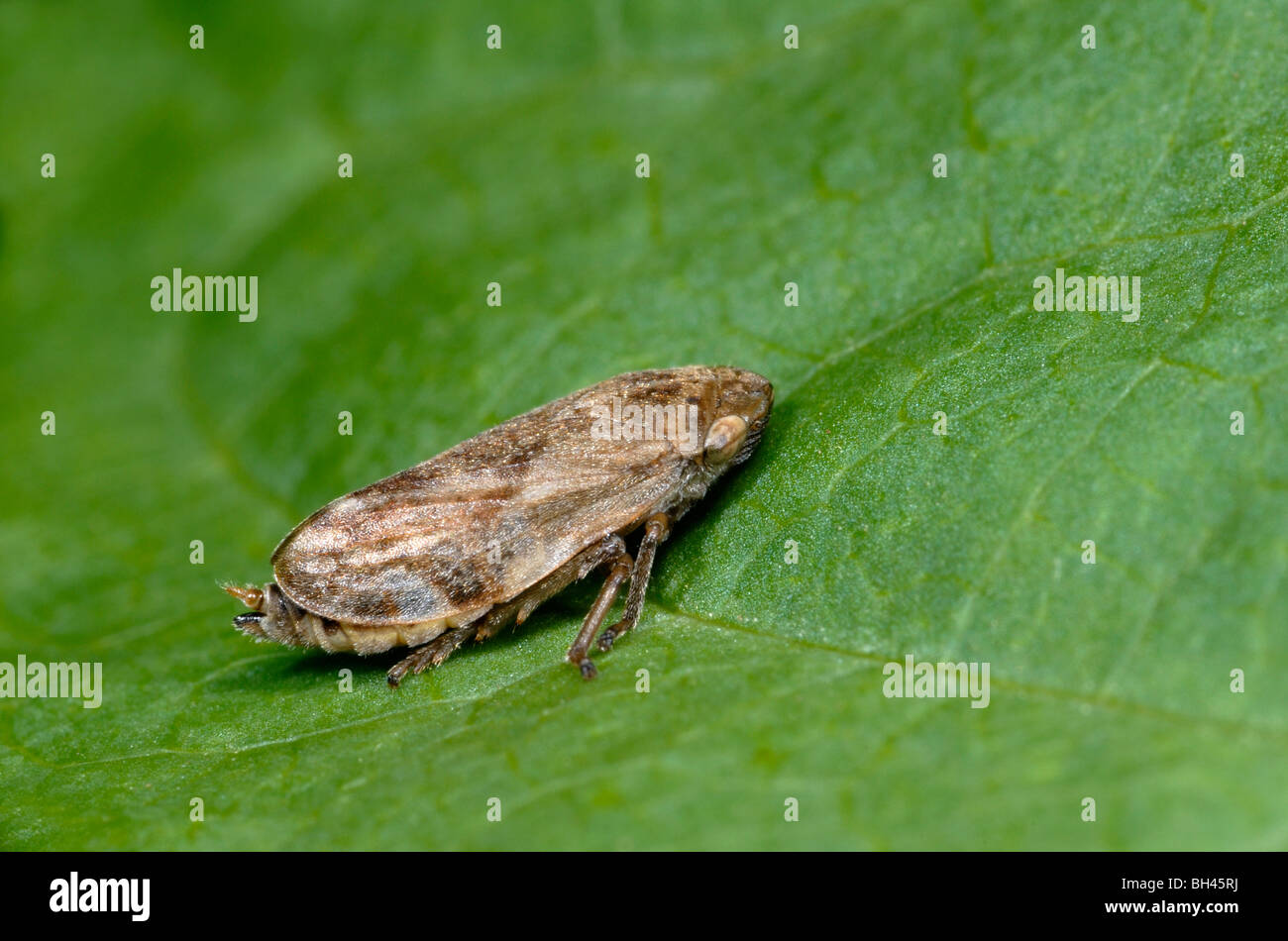 Comune (froghopper Philaenus spumarius) sulle foglie nel bosco. Foto Stock
