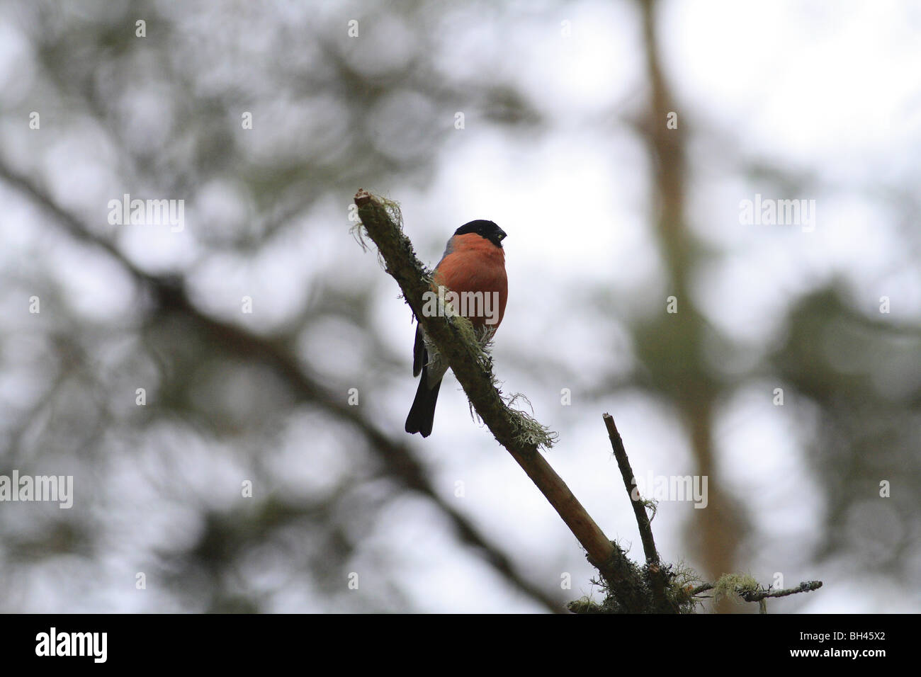 Bullfinch maschio (Pyrrhula pyrrhula) nella foresta di pini. Foto Stock