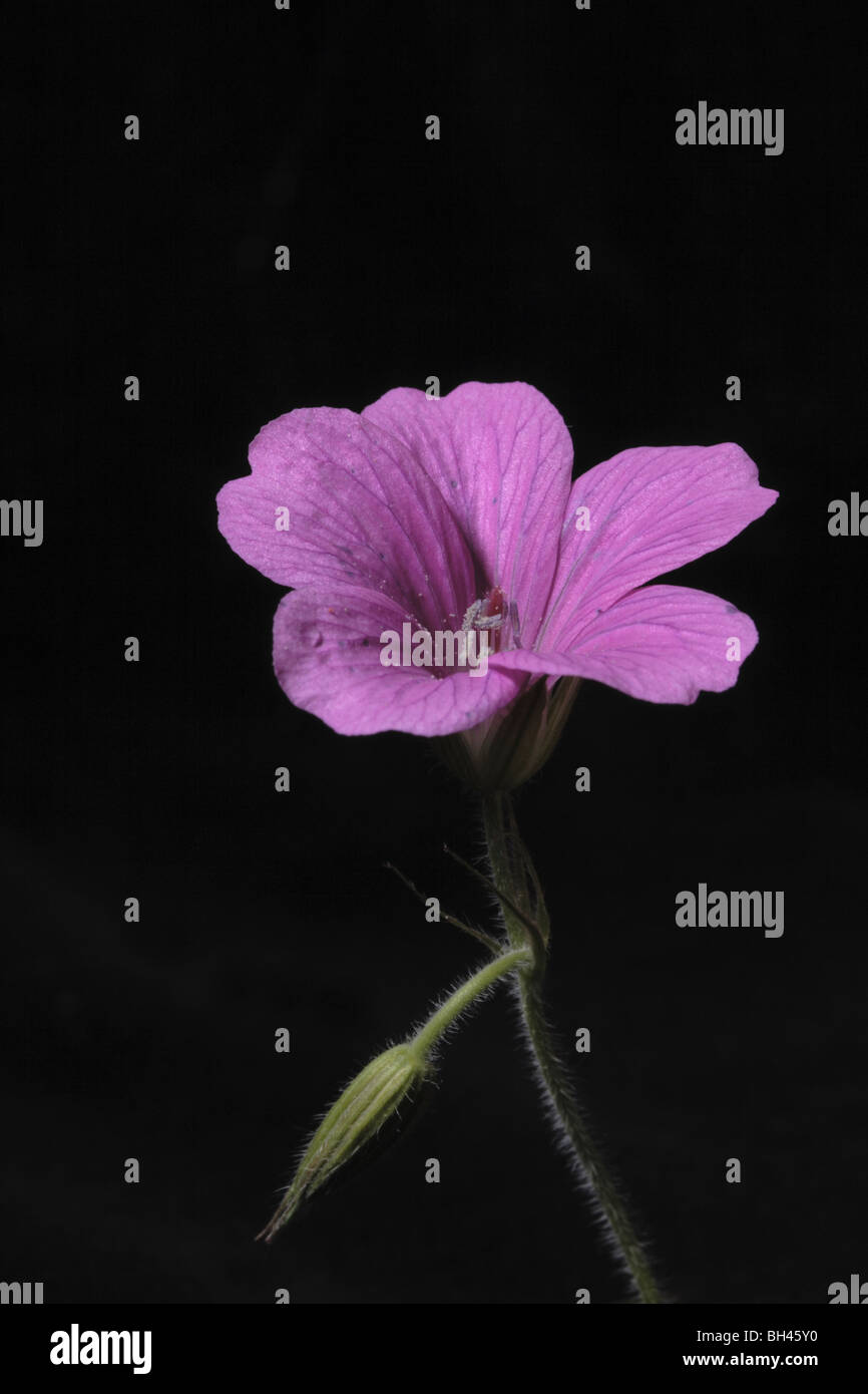 Sorprendente fiore viola con bud non aperti contro un contrasto sfondo nero. Foto Stock