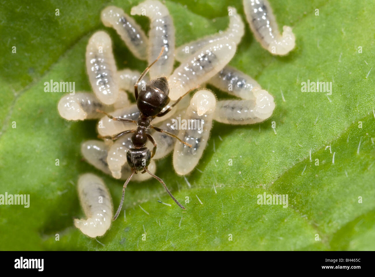 Nero Garden ant (Lasius niger) portante le larve tra marciume vegetazione su un compost bin in giardino. Foto Stock