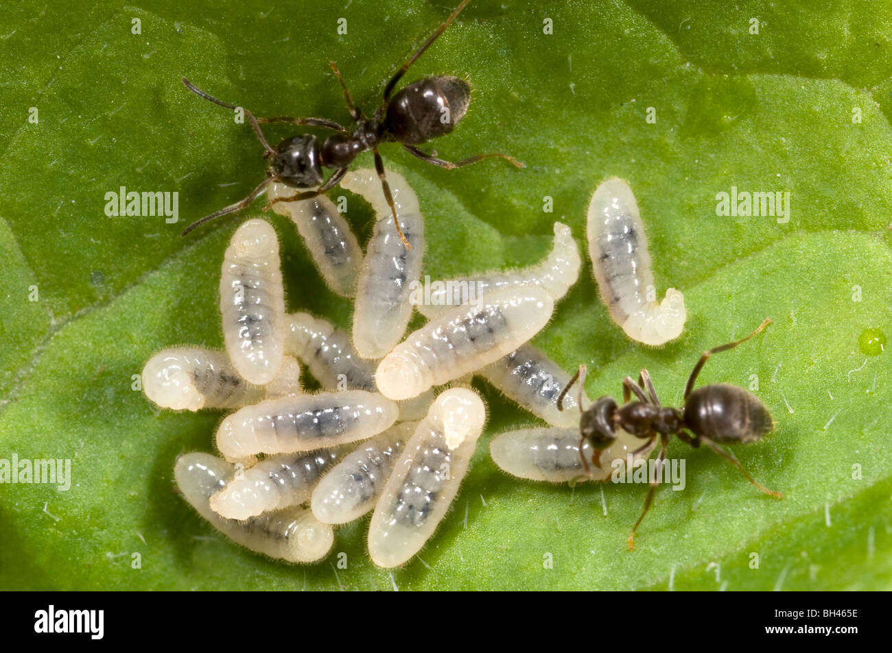 Nero Garden formiche ( Lasius niger). Portando le larve sul marciume vegetazione in un compost bin in giardino. Foto Stock