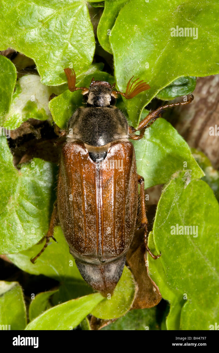 Cockchafer o può bug (Melolontha melolontha). Adulto su foglie in giardino. Foto Stock