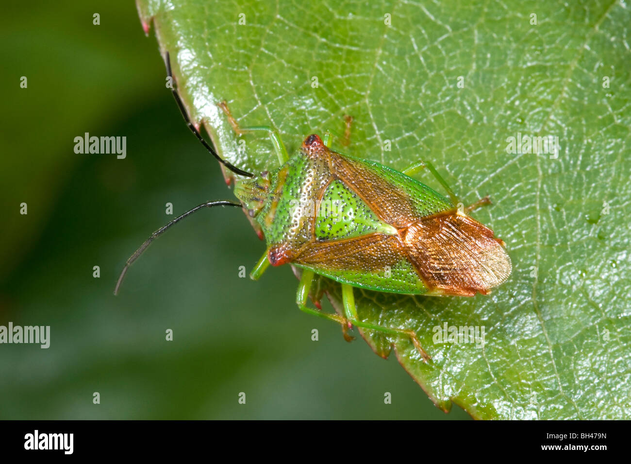 Biancospino shieldbug (Acanthosoma haemorrhoidale). Adulto su foglie di rose in giardino. Foto Stock