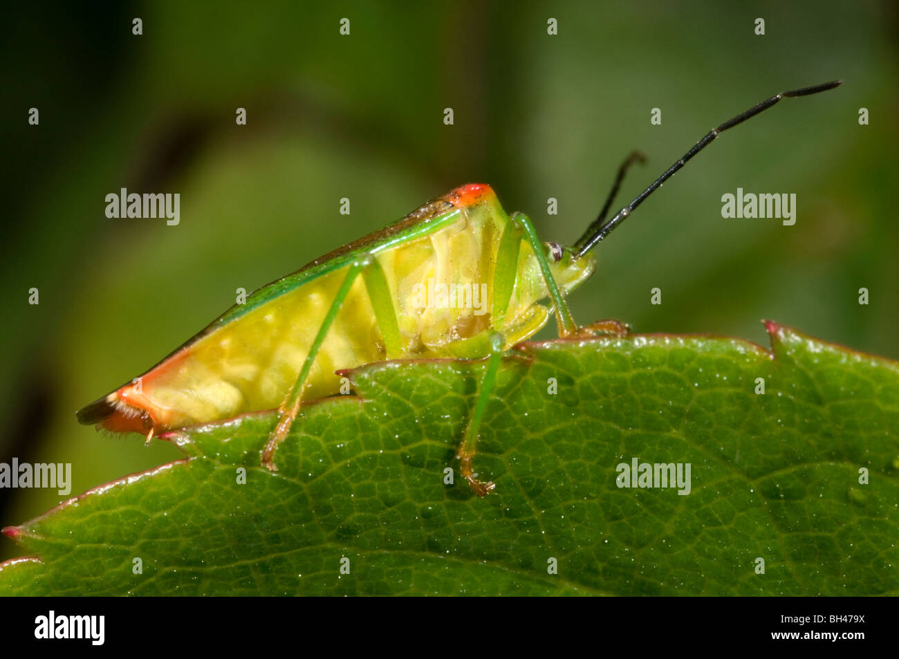 Biancospino shieldbug (Acanthosoma haemorrhoidale). Adulto su foglie in giardino. Foto Stock
