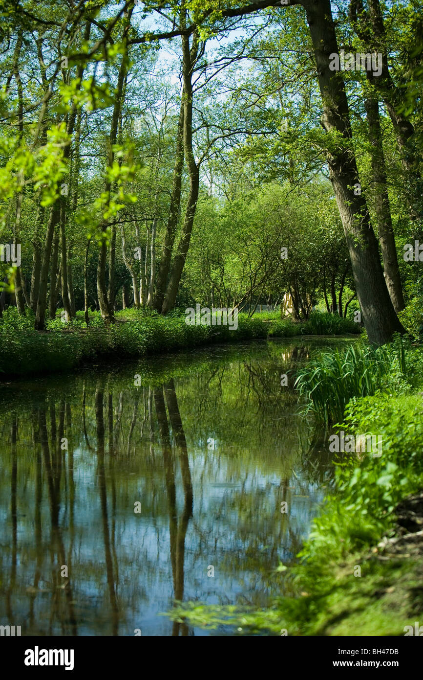 Fiume nel bosco di Norfolk in primavera. Foto Stock