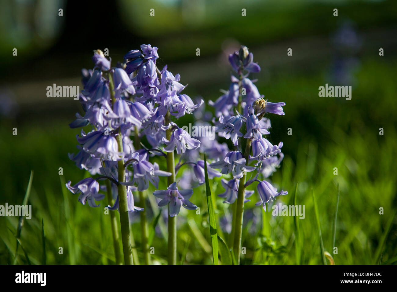 Bluebells in primavera. Foto Stock