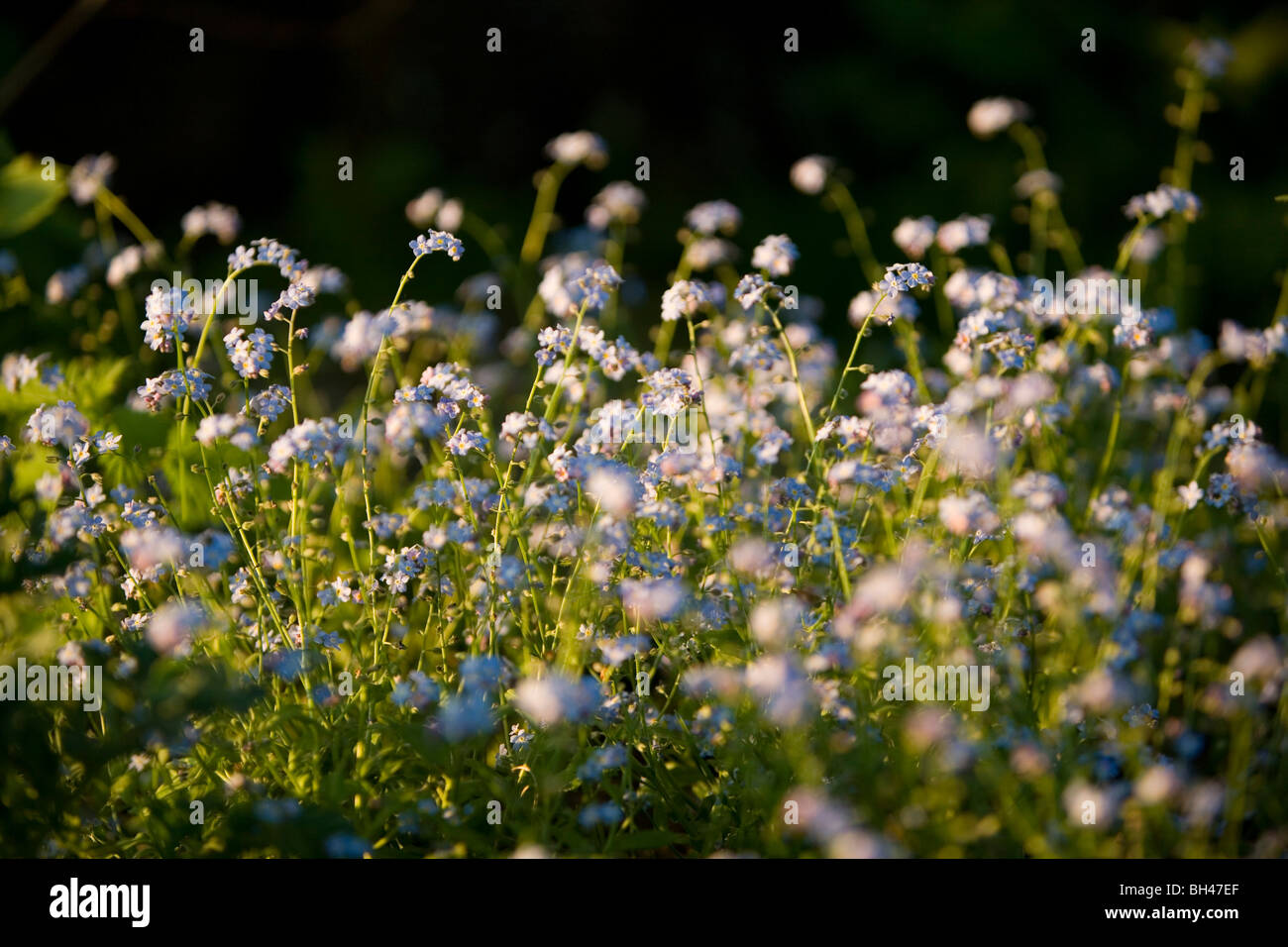 Dimenticare me not (myosotis scorpioides) in Norfolk giardino in primavera. Foto Stock