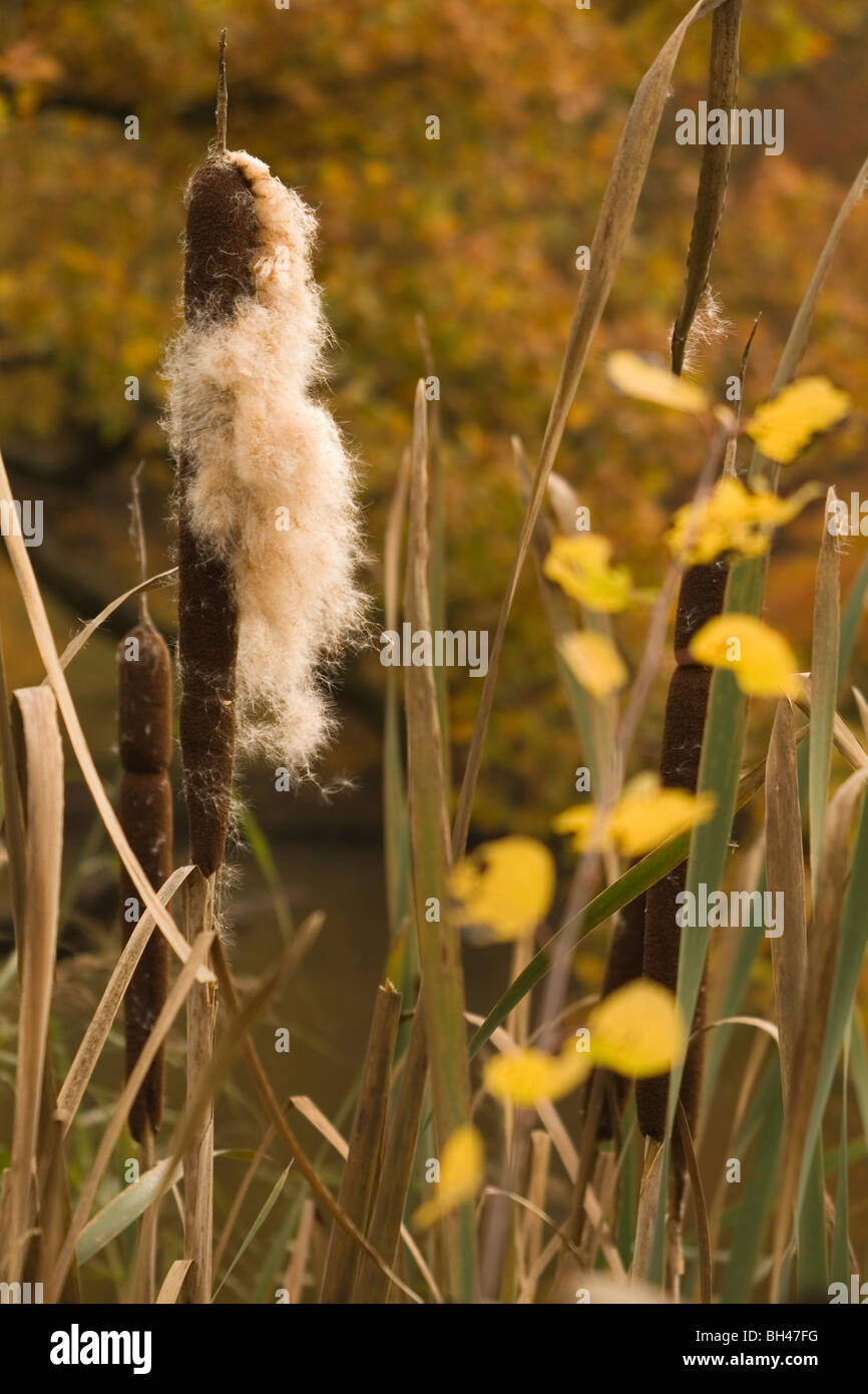 Appassimento giunco (Typha latifolia) e altre piante in riva al lago. Foto Stock