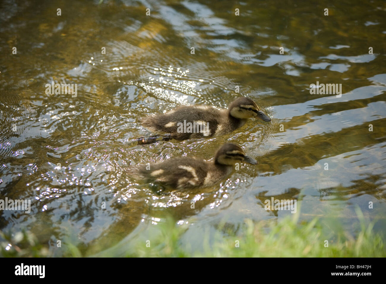 Anatroccoli nuotare nel fiume di Norfolk in primavera. Foto Stock