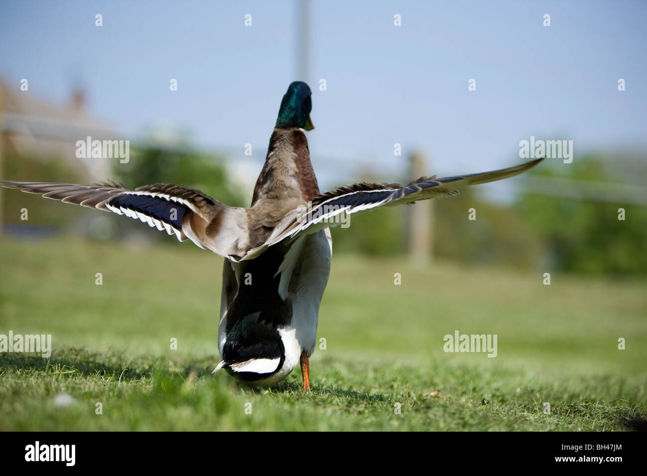 Maschio di Mallard duck in Bawburgh in primavera. Foto Stock