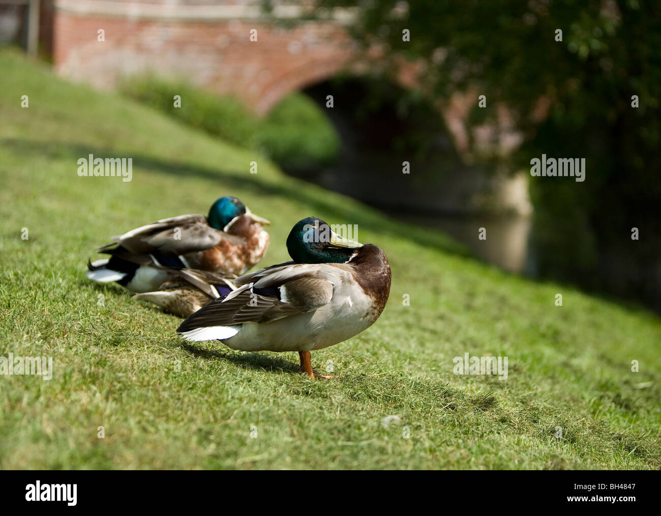 Voce maschile le anatre bastarde sbuffando il petto a Bawburgh fiume in primavera. Foto Stock