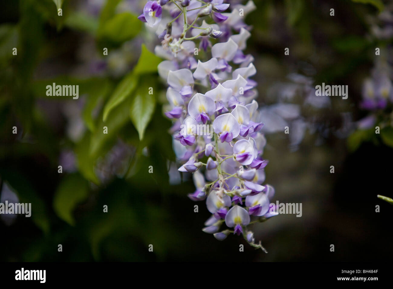 Il Glicine (Leguminosae) trailing dalla parete del garage. Foto Stock